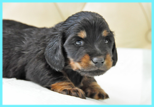 ミニチュアダックスフンド　ブラックタン　オス　子犬販売の専門店　AngelWan　横浜