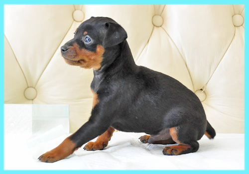 ミニチュアピンシャー　ブラックタン　オス　子犬販売の専門店　AngelWan　横浜