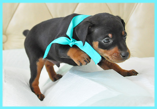 ミニチュアピンシャー ブラックタン オス 子犬販売の専門店 AngelWan 横浜