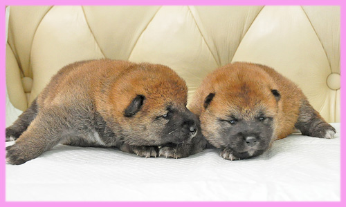 柴犬　赤　メス　子犬販売の専門店　AngelWan　横浜