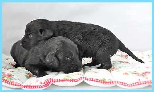 フラットコーテッドレトリバー　ブラック　オス　子犬販売の専門店　AngelWan　横浜