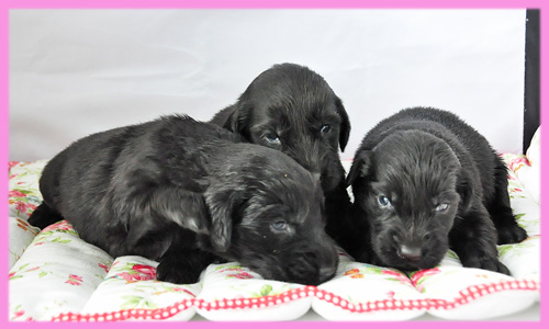 フラットコーテッドレトリバー ブラック メス 子犬販売の専門店 AngelWan 横浜