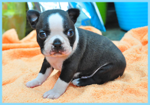ボストンテリア　オス　子犬販売の専門店　AngelWan　横浜