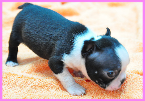 ボストンテリア メス 子犬販売の専門店 AngelWan 横浜