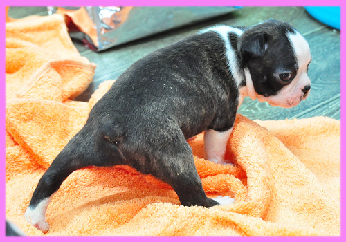 ボストンテリア　メス　子犬販売の専門店　AngelWan　横浜