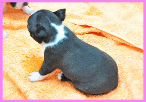 ボストンテリア　メス　子犬販売の専門店　AngelWan　横浜