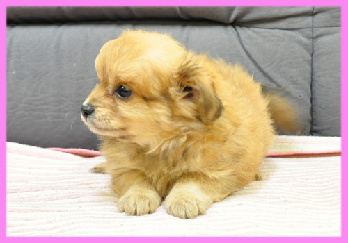 ミックス　チワワ　トイプードル　メス　子犬販売の専門店　AngelWan　横浜