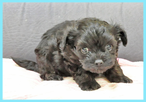 ミックス　チワワ　プードル　オス　子犬販売の専門店　AngelWan　横浜