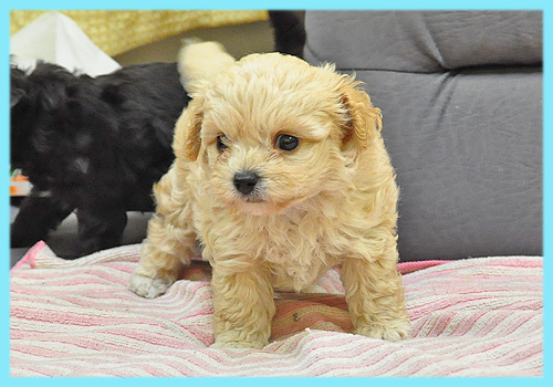 ミックス　チワワ　トイプードル　クリーム　オス　子犬販売の専門店　AngelWan　横浜