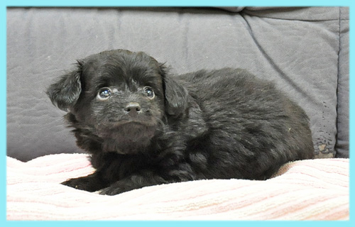ミックス チワワ トイプードル ブラック オス 子犬販売の専門店 AngelWan 横浜