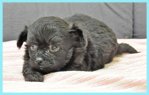 ミックス チワワ トイプードル オス 子犬販売の専門店 AngelWan 横浜