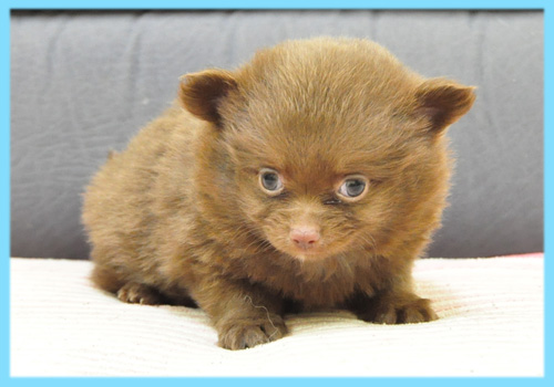 ミックス　チワワ　ポメラニアン　オス　子犬販売の専門店　AngelWan　横浜