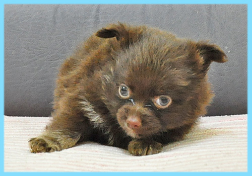 ミックス チワワ ポメラニアン チョコレート&タン 子犬販売の専門店 AngelWan 横浜