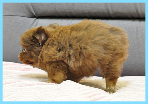 ミックス　チワワ　ポメラニアン　チョコレート＆タン　オス　子犬販売の専門店　AngelWan　横浜