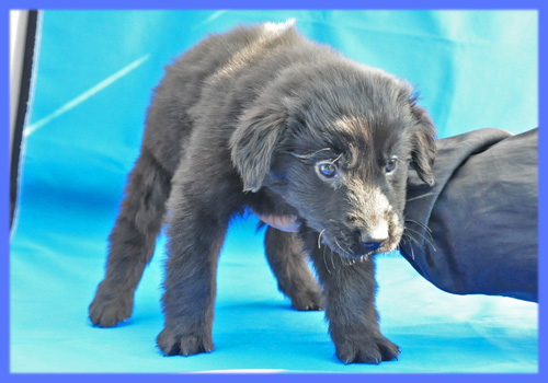 フラットコーテッドレトリバー　ブラック　オス　子犬販売の専門店　AngelWan　横浜