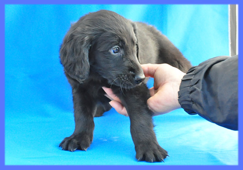 フラットコーテッドレトリバー　ブラック　オス　子犬販売の専門店　AngelWan　横浜