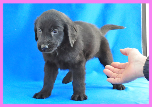 フラットコーテッドレトリバー ブラック メス 子犬販売の専門店 AngelWan 横浜