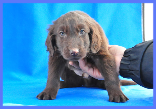 フラットコーテッドレトリバー　レバー　オス　子犬販売の専門店　AngelWan　横浜
