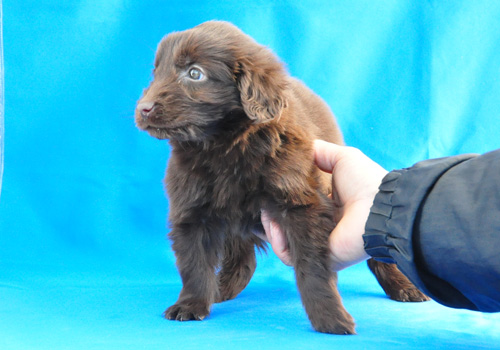 フラットコーテッドレトリバー　レバー　子犬販売の専門店　AngelWan　横浜