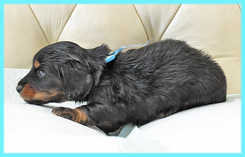 ミニチュアダックスフンド　ブラックタン　オス　子犬販売の専門店　AngelWan　横浜