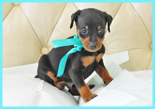 ミニチュアピンシャー ブラックタン オス 子犬販売の専門店 AngelWan 横浜