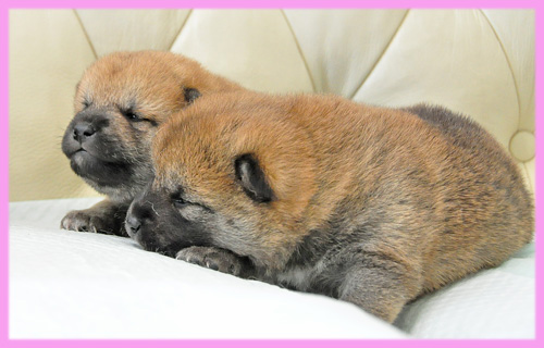 柴犬　赤　メス　子犬販売の専門店　AngelWan　横浜