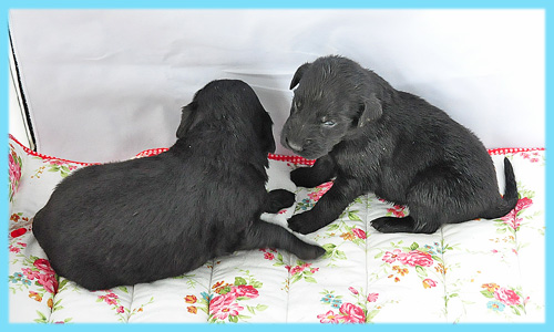 フラットコーテッドレトリバー　ブラック　オス　子犬販売の専門店　AngelWan　横浜