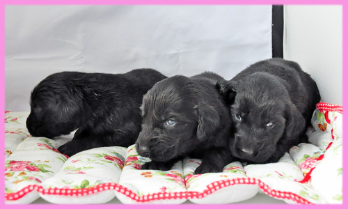 フラットコーテッドレトリバー ブラック メス 子犬販売の専門店 AngelWan 横浜