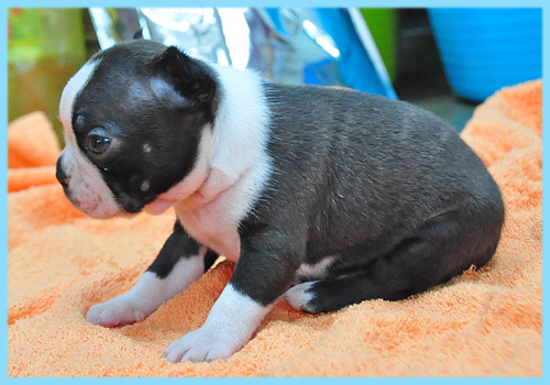 ボストンテリア　オス　子犬販売の専門店　AngelWan　横浜