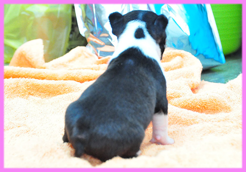 ボストンテリア メス 子犬販売の専門店 AngelWan 横浜