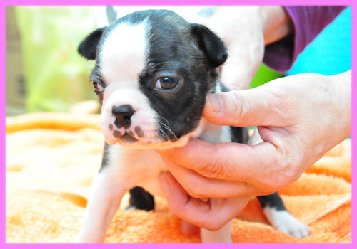 ボストンテリア　メス　子犬販売の専門店　AngelWan　横浜
