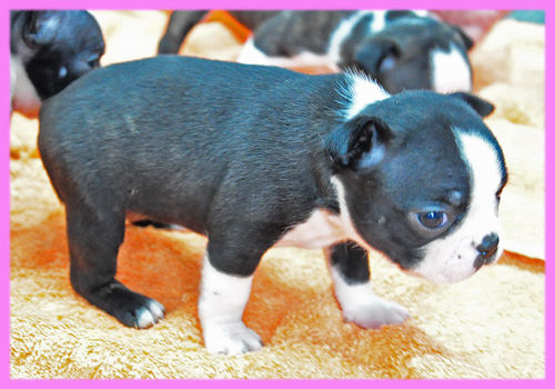 ボストンテリア　メス　子犬販売の専門店　AngelWan　横浜