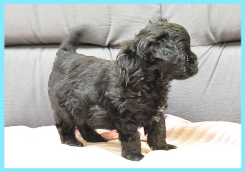 ミックス　チワワ　プードル　オス　子犬販売の専門店　AngelWan　横浜