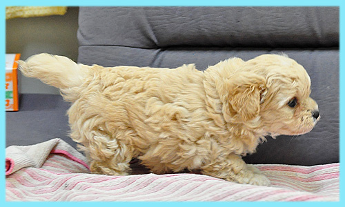 ミックス　チワワ　トイプードル　クリーム　オス　子犬販売の専門店　AngelWan　横浜