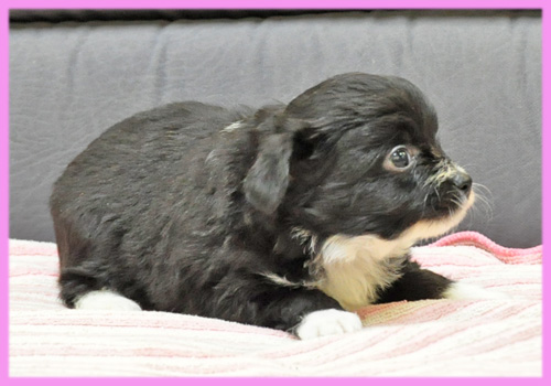 ミックス　チワワ　トイプードル　ブラック＆ホワイト　メス　子犬販売の専門店　AngelWan　横浜