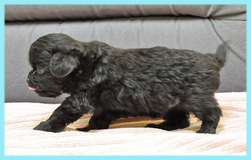 ミックス チワワ トイプードル オス 子犬販売の専門店 AngelWan 横浜