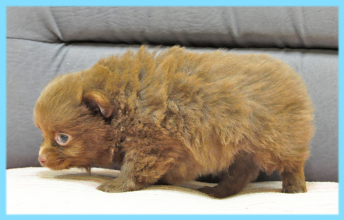 ミックス　チワワ　ポメラニアン　オス　子犬販売の専門店　AngelWan　横浜