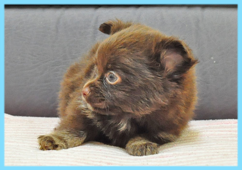 ミックス チワワ ポメラニアン チョコレート&タン 子犬販売の専門店 AngelWan 横浜