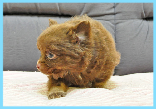 ミックス　チワワ　ポメラニアン　チョコレート＆タン　オス　子犬販売の専門店　AngelWan　横浜