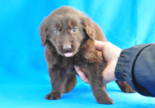 フラットコーテッドレトリバー　レバー　子犬販売の専門店　AngelWan　横浜