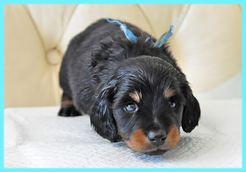 ミニチュアダックスフンド　ブラックタン　オス　子犬販売の専門店　AngelWan　横浜