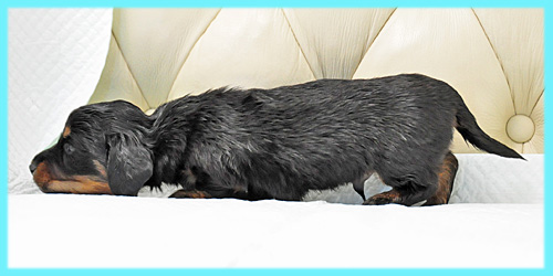 ミニチュアダックスフンド　ブラックタン　オス　子犬販売の専門店　AngelWan　横浜