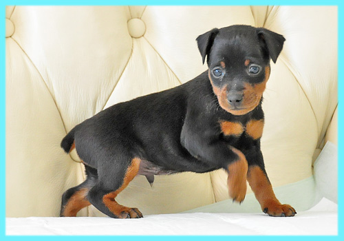 ミニチュアピンシャー　ブラックタン　オス　子犬販売の専門店　AngelWan　横浜