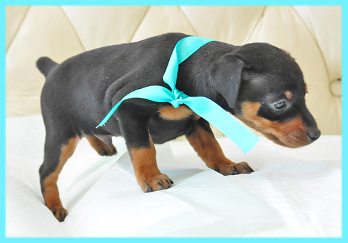 ミニチュアピンシャー ブラックタン オス 子犬販売の専門店 AngelWan 横浜