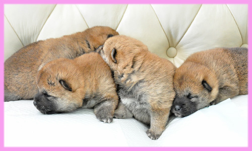 柴犬　赤　メス　子犬販売の専門店　AngelWan　横浜