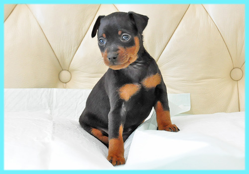 ミニチュアピンシャー　ブラックタン　オス　子犬販売の専門店　AngelWan　横浜