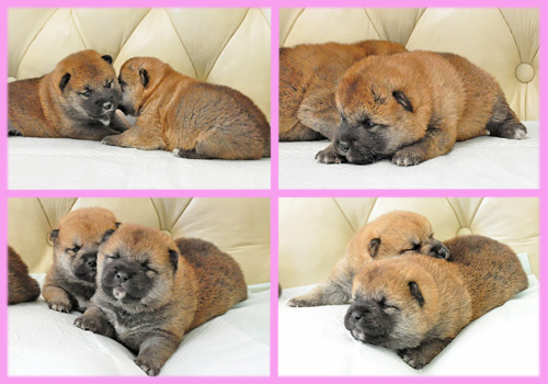 柴犬　赤　メス　子犬販売の専門店　AngelWan　横浜