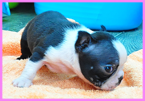 ボストンテリア メス 子犬販売の専門店 AngelWan 横浜