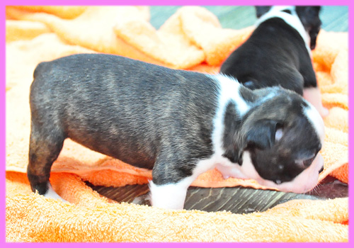 ボストンテリア　メス　子犬販売の専門店　AngelWan　横浜