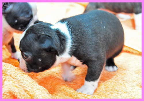 ボストンテリア　メス　子犬販売の専門店　AngelWan　横浜